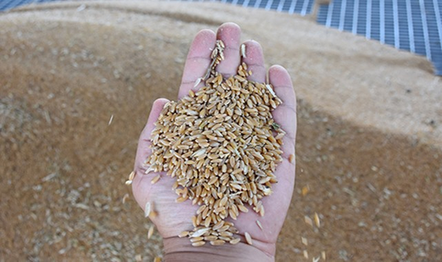 Güncel pamuk, mısır, buğday ve arpa fiyatları