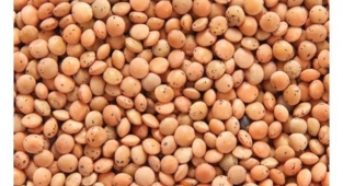 Hububat fiyatları açıklandı: Kırmızı mercimek rekor kırdı