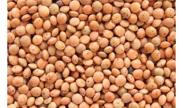 Hububat fiyatları açıklandı: Kırmızı mercimek rekor kırdı