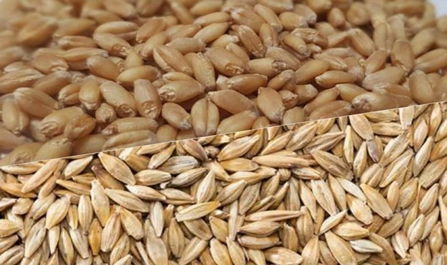 Hububat fiyatları haftaya nasıl başladı