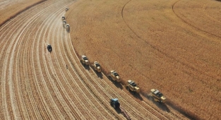 Mısır, buğday ve arpa fiyatları açıklandı