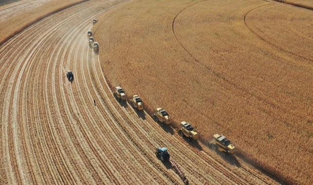 Mısır, buğday ve arpa fiyatları açıklandı