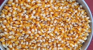 Mısır ve buğday fiyatları belli oldu