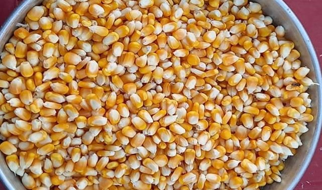 Mısır ve buğday fiyatları belli oldu