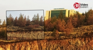 Şanlıurfa'da ağaçlar kuruyor, yetkililer seyirci kalıyor