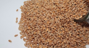 Pamuk, mısır, buğday ve arpa fiyatları belli oldu