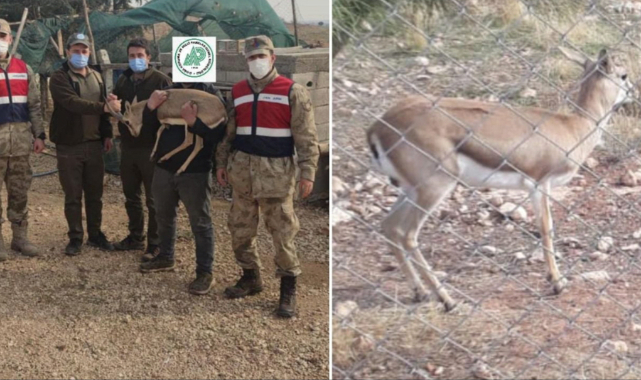 Şanlıurfa'da bir evin bahçesinde beslenen ceylanlara el konuldu