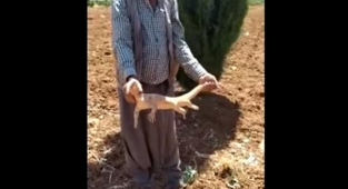 Şanlıurfa'da Çöl Varanı görüntülendi
