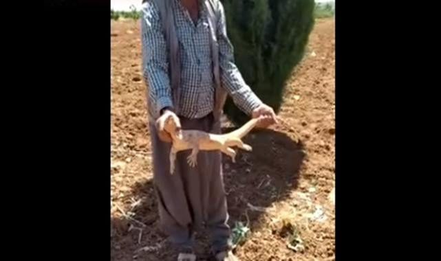 Şanlıurfa'da Çöl Varanı görüntülendi