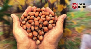 Şanlıurfa'da fındık denemesi ilk kez başarılı oldu