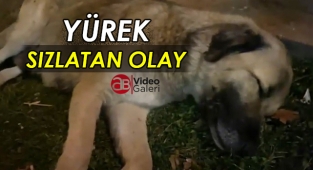Şanlıurfa’da yavruları ortadan kaybolan anne köpek bunalıma girdi
