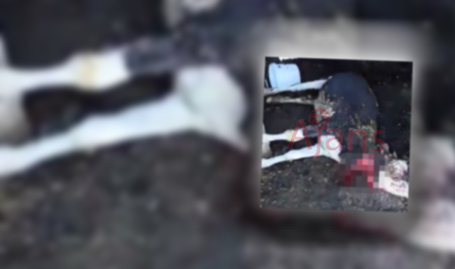 Siverek’te feci olay: Yanarak telef oldular