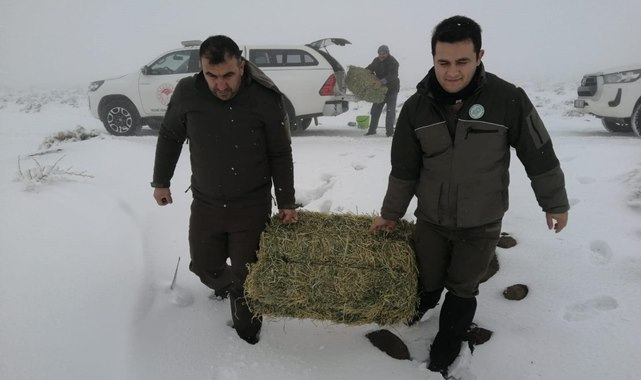 Soğuk havada aç kalan yaban hayvanları unutulmadı
