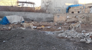 Sokak köpekleri ilçeyi istila etti