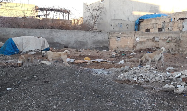 Sokak köpekleri ilçeyi istila etti