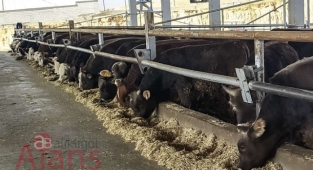 Süt ve et üreticileri: Dayanacak gücümüz kalmadı