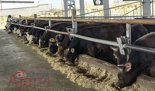 Süt ve et üreticileri: Dayanacak gücümüz kalmadı