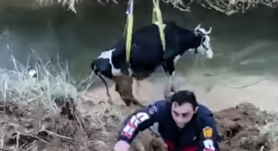 Tahliye kanalına düşen inek kepçe yardımıyla kurtarıldı