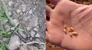 Toprakla buluşan tohumlar çürümeye başladı