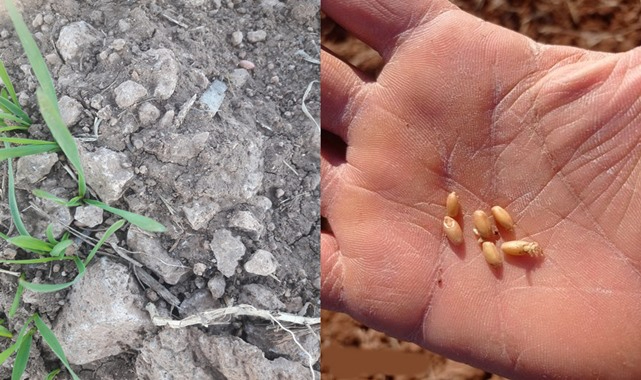 Toprakla buluşan tohumlar çürümeye başladı