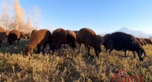Türkiye'de kaç küçükbaş hayvan var?