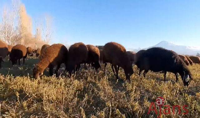 Türkiye'de kaç küçükbaş hayvan var?