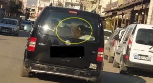 Urfa'da ilginç görüntü: Aracıyla bakın ne taşıdı?