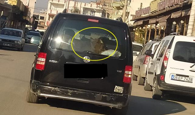 Urfa'da ilginç görüntü: Aracıyla bakın ne taşıdı?