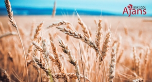 Urfa'da kuraklıktan dolayı hasar gören çiftçilere ödemeler başladı