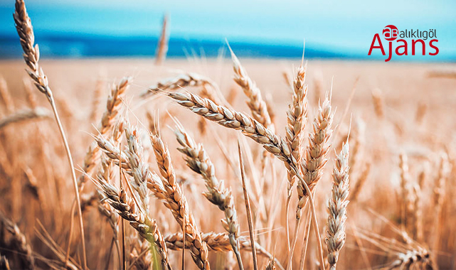 Urfa'da kuraklıktan dolayı hasar gören çiftçilere ödemeler başladı