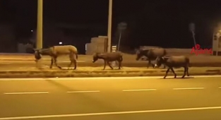 Urfa'nın ilçesinde başıboş eşekler trafiği tehlikeye atıyor