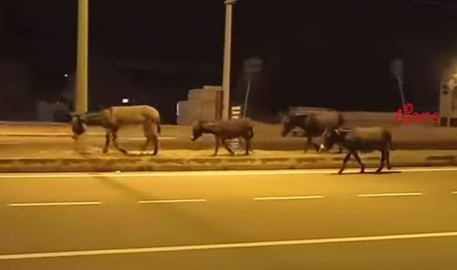 Urfa'nın ilçesinde başıboş eşekler trafiği tehlikeye atıyor