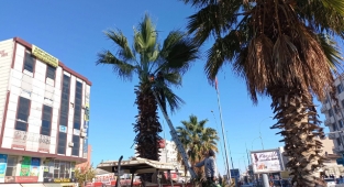 Viranşehir’de ağaçlar budanıyor