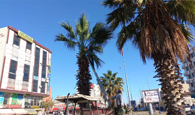 Viranşehir’de ağaçlar budanıyor