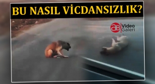 Viranşehir'de bir kişi aracından köpeğe ateş ederek kaçtı