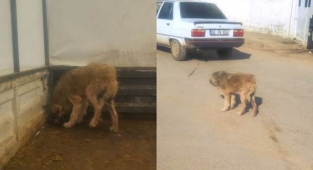 Viranşehir'de hasta köpeğe belediye sahip çıktı