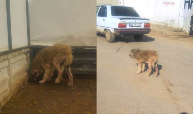 Viranşehir'de hasta köpeğe belediye sahip çıktı