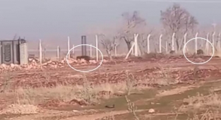 Yaban domuzları mahalleye kadar geldi