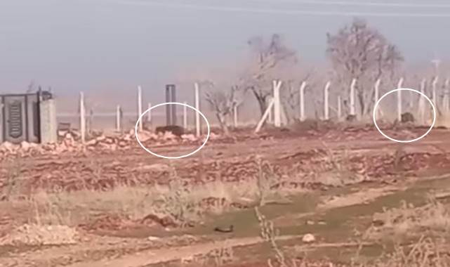 Yaban domuzları mahalleye kadar geldi