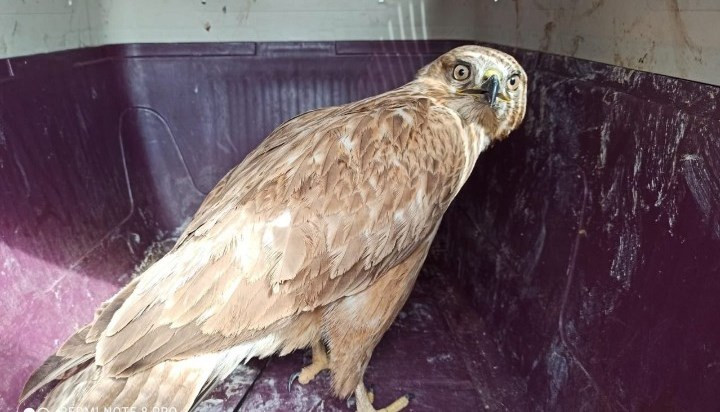 Yaralı Şahin Urfa'da tedavi altına alındı