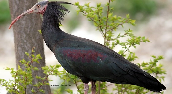 Kelaynaklardan Üreme Rekoru