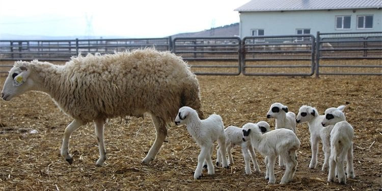 Siverek’te kuzu hırsızlığı: Kayıplara karıştılar
