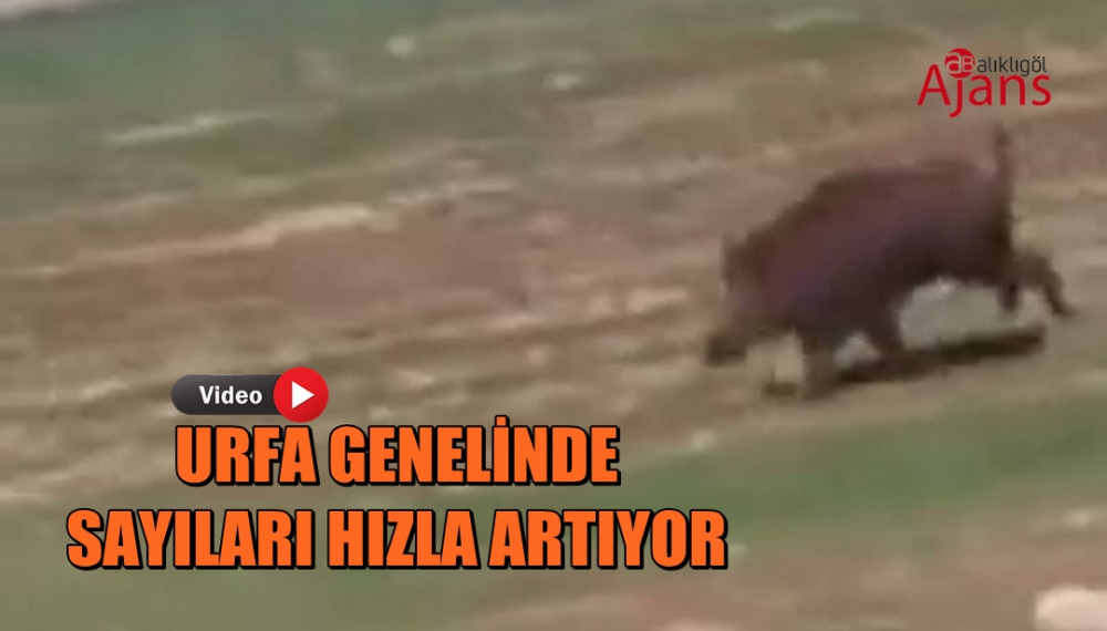 Şanlıurfa'da yabani domuz şaşkınlığı