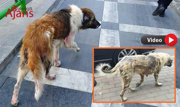 Urfa’da sokak hayvanları acı çekiyor