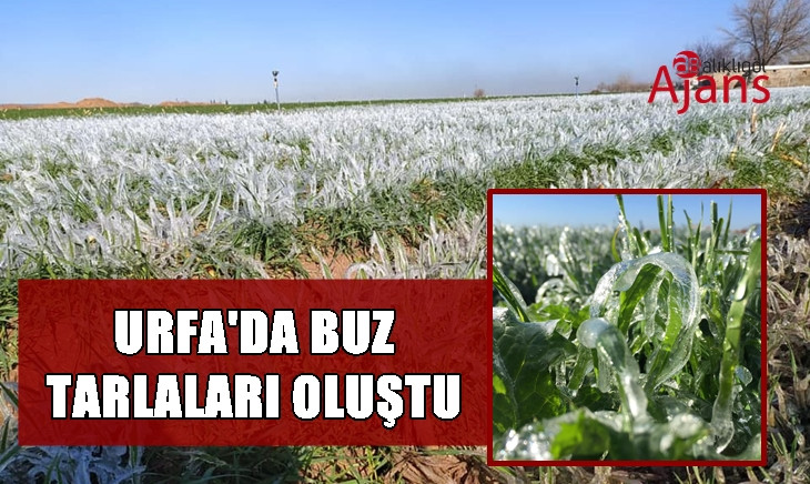 Urfa'da sulanan araziler buz tuttu