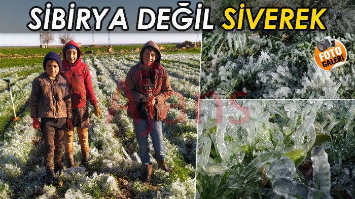 Çiftçi’yi önce kuraklık şimdi de don vurdu