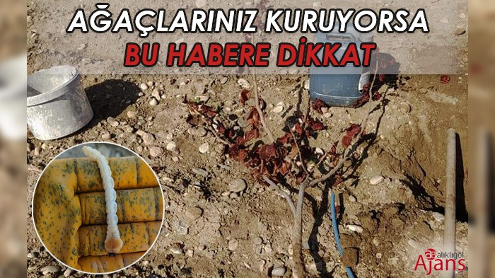 Şanlıurfa'da sayıları giderek artıyor!