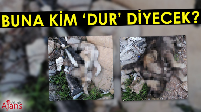 Ceylanpınar’da bir vahşet daha