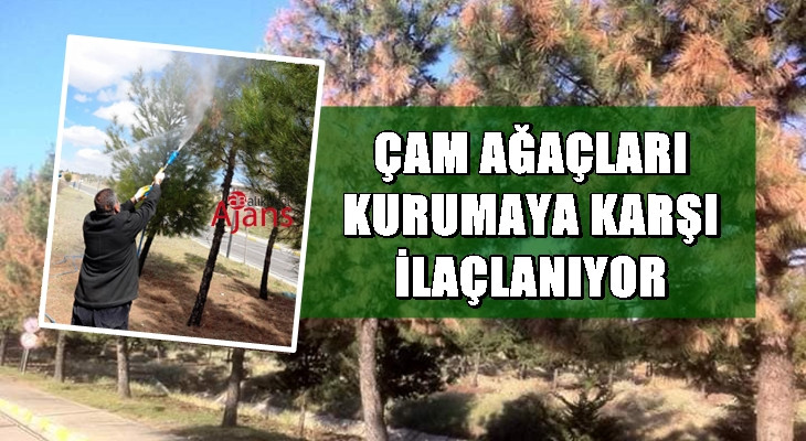 Urfa'da çam ağaçları ilk defa ilaçlanıyor