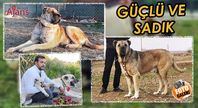 Urfa'nın değeri Gureğh Çoban Köpeği ve özellikleri